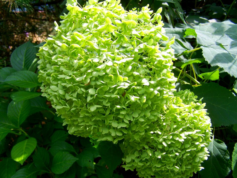 Light green hydrangea garden summer flower