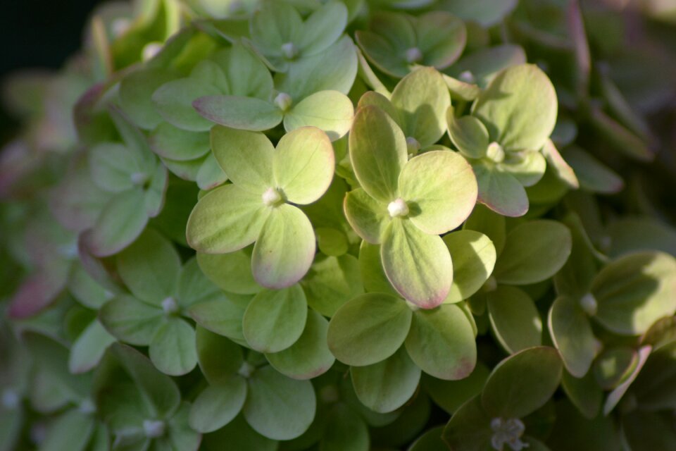 Hydrangea garden flower