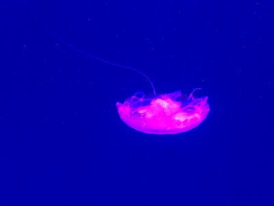 Sea world jellyfish purple