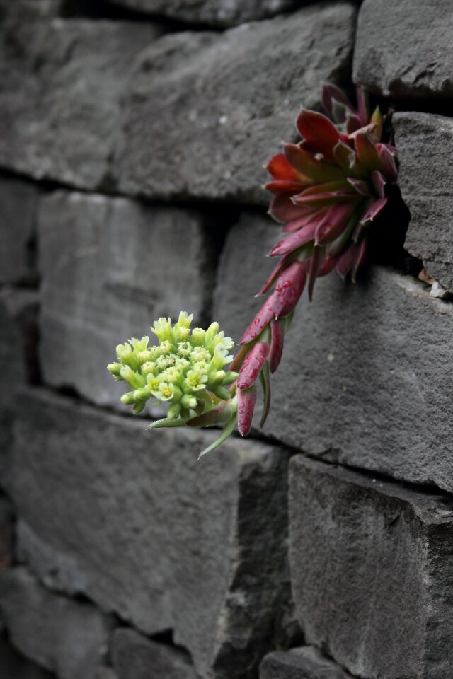 Cracks flowers houseleek