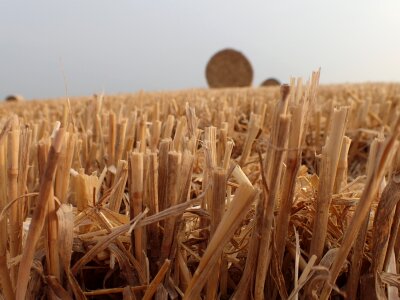 Package bale of straw field