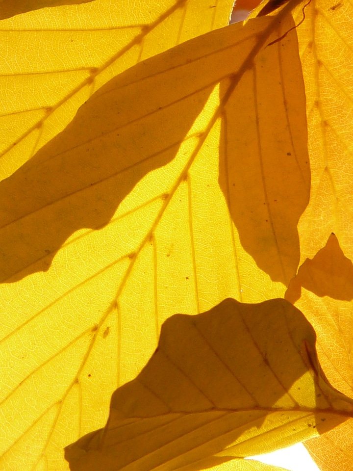 Deciduous tree golden autumn golden october