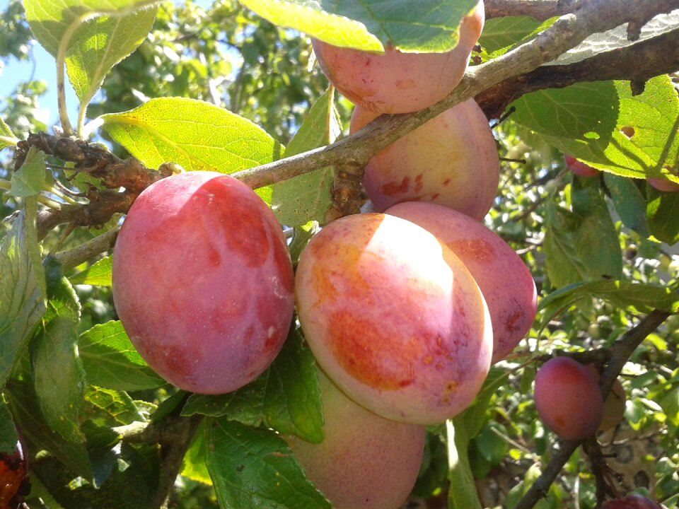 Food plum healthy