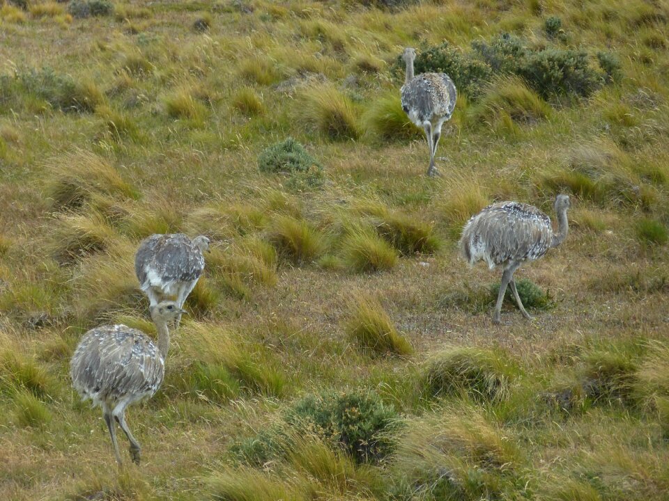 Nature rhea bird bouquet