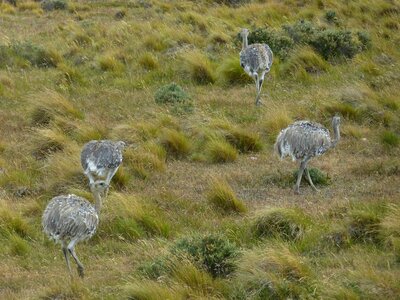 Nature rhea bird bouquet