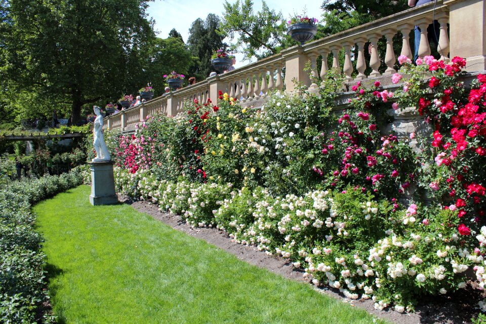 Flowers beautiful fence