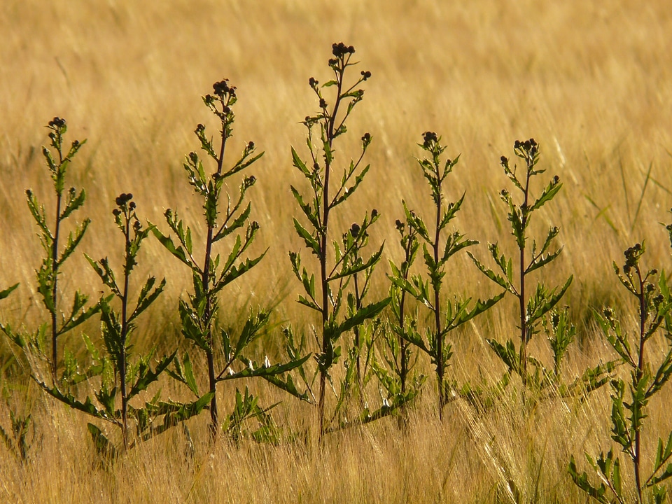 Herbaceous plant field thistle thistle