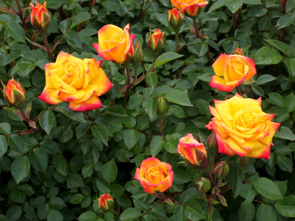 Red yellow orange