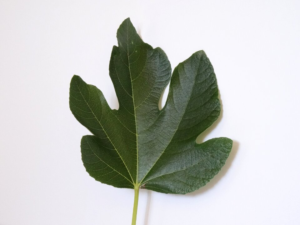 Plant health leaf