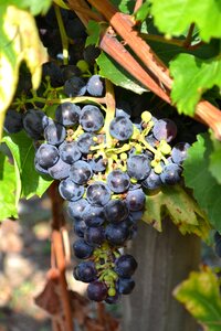 Cluster bunch of grapes dordogne photo