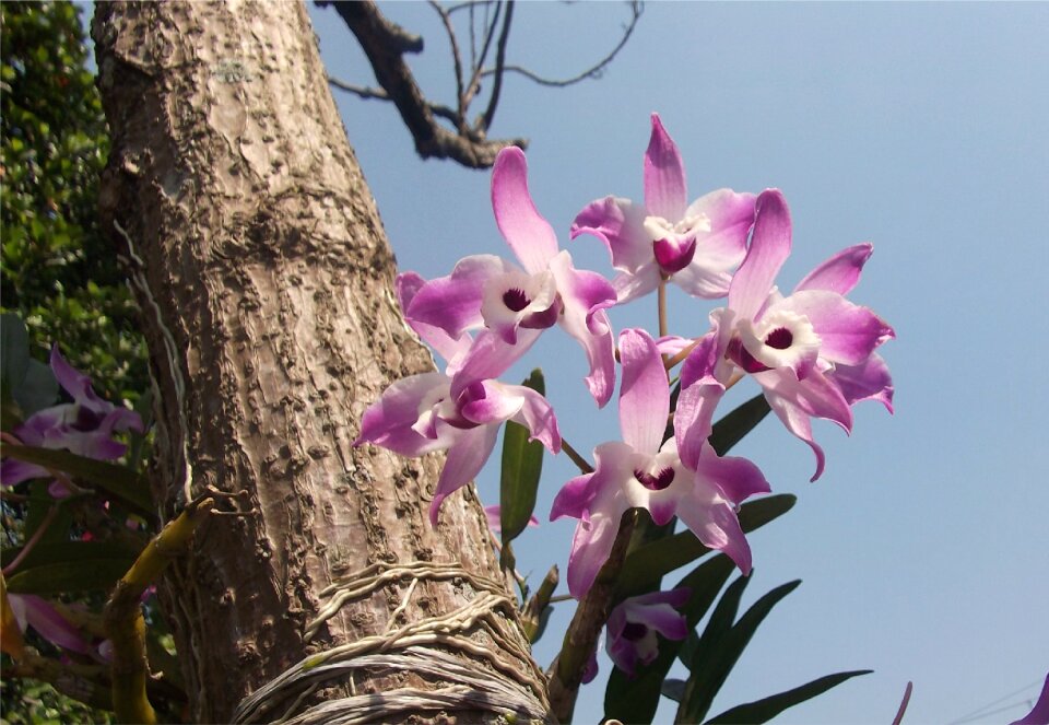 Brazil suzano amazon photo