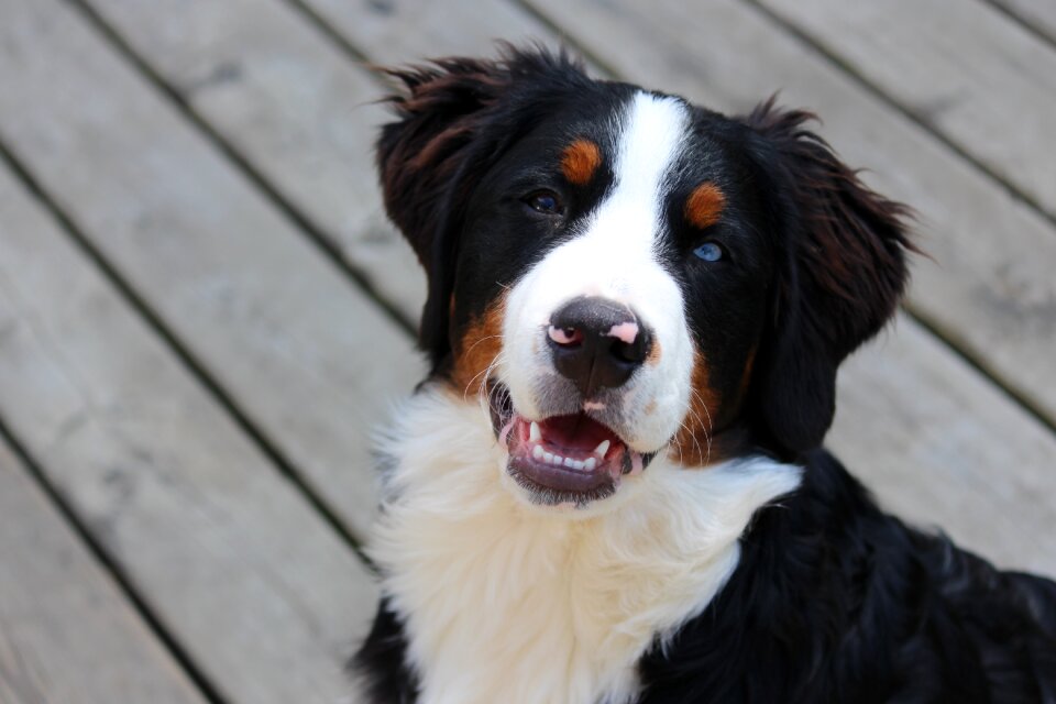 Purebred mountain pet