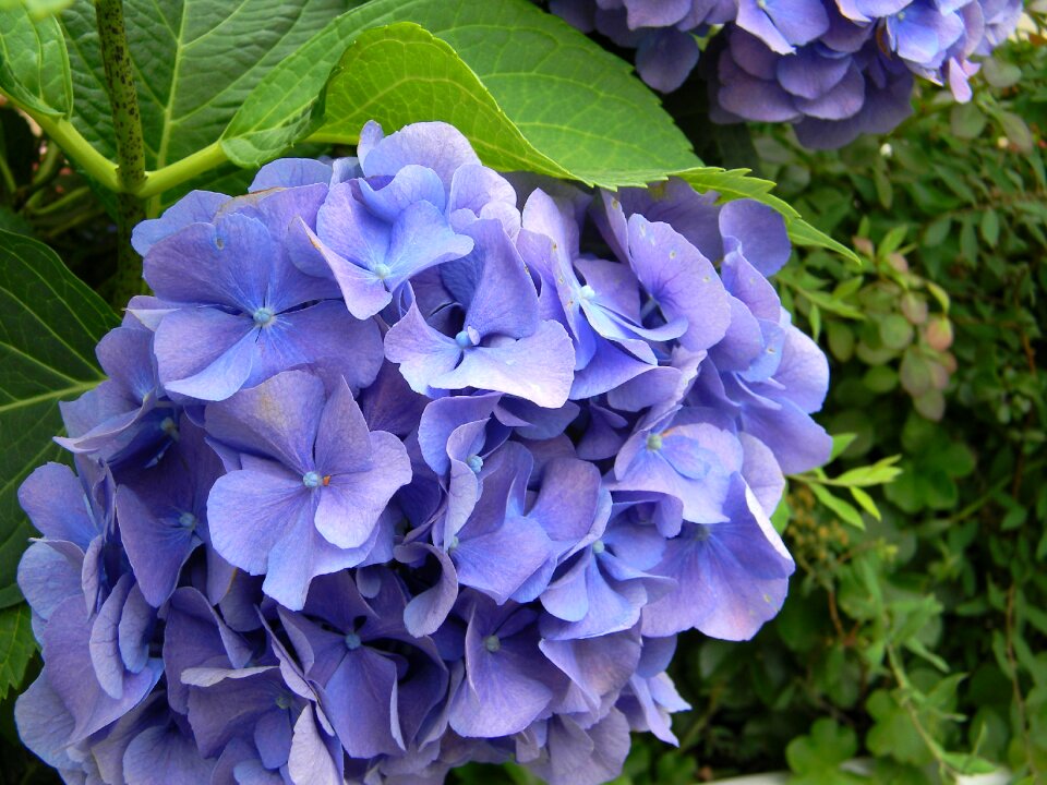 Garden bush flowers