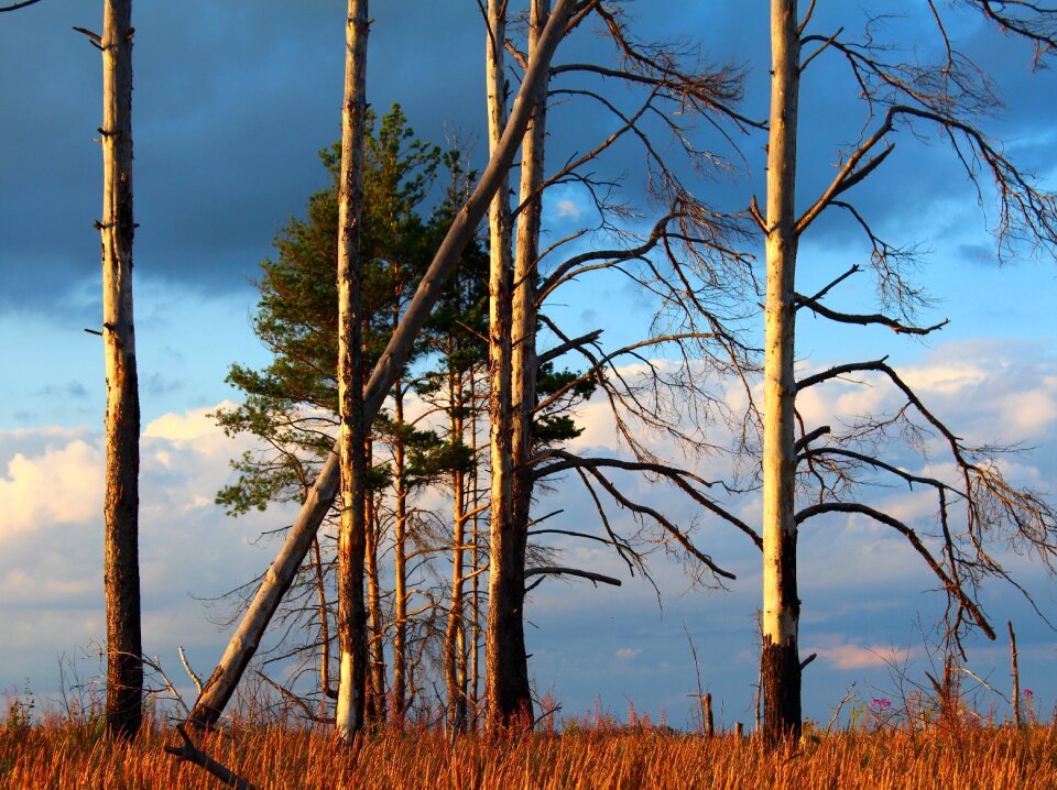 Dry living nature coniferous tree