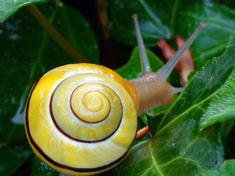 Copse snail shell animal