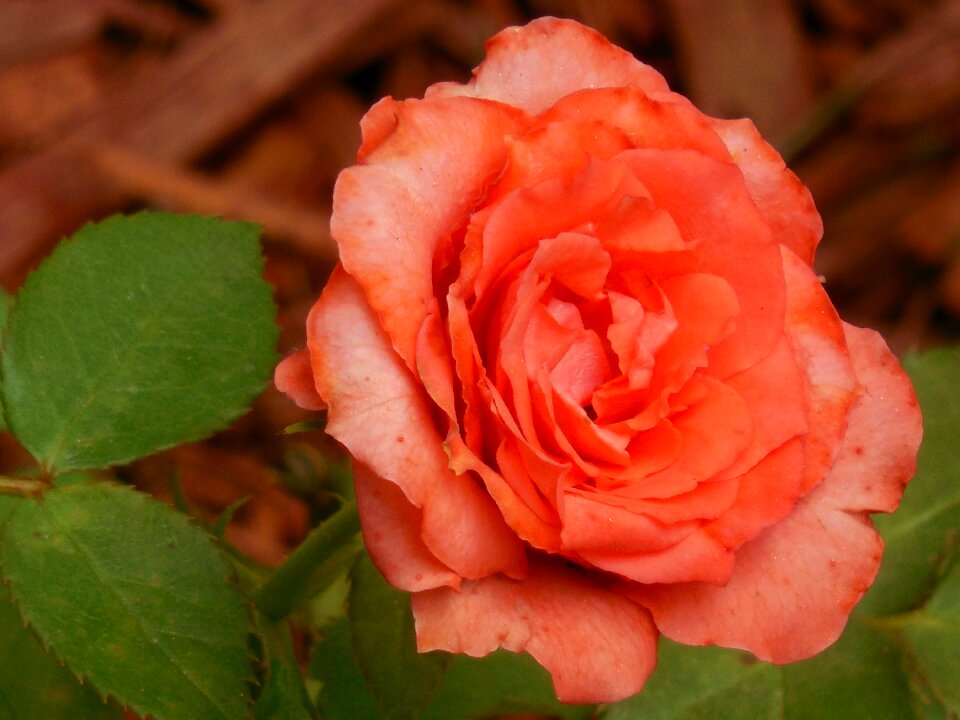 Blossom nature romantic