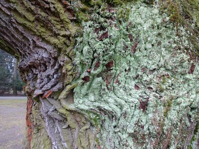 Tree invoice moss photo