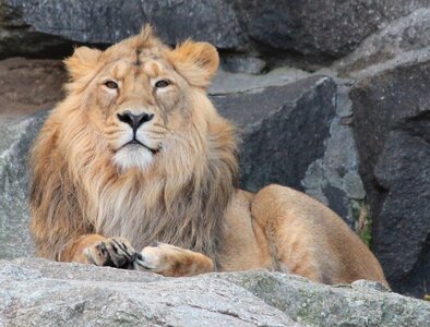Lion animal zoo photo