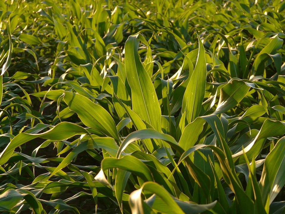 Field cultivation green