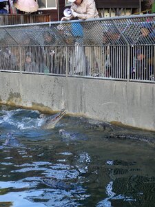 Water zoo predator