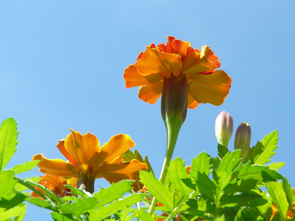 Marigolds turkish carnation dead flower