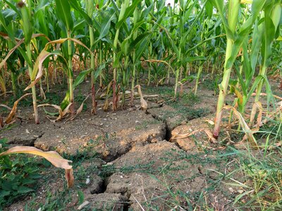 Dry agriculture summer