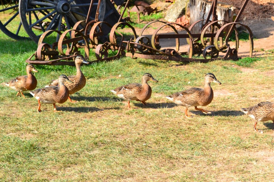Poultry female duck farm