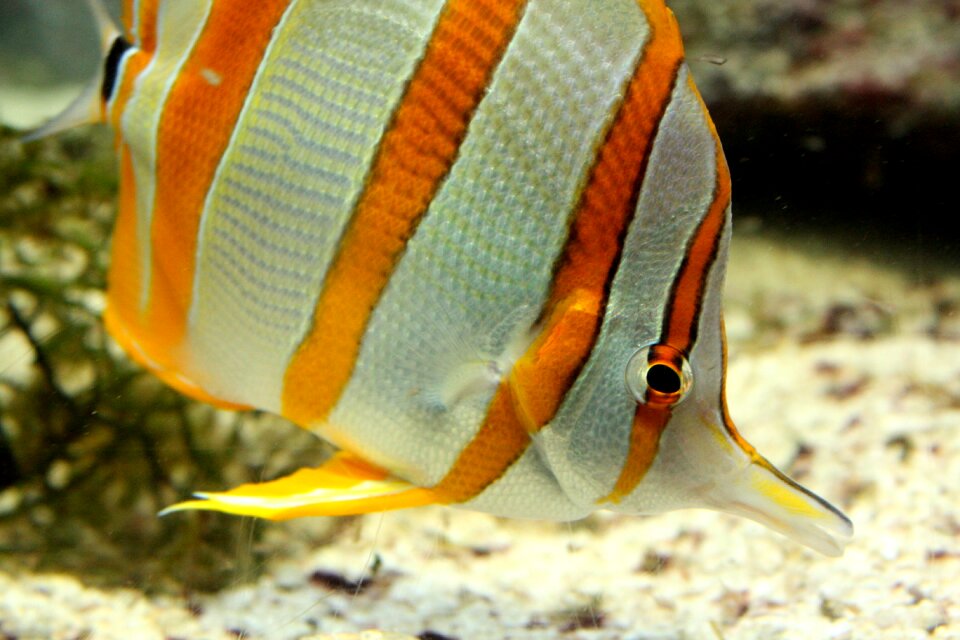 Fish striped yellow and white