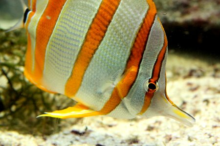 Fish striped yellow and white
