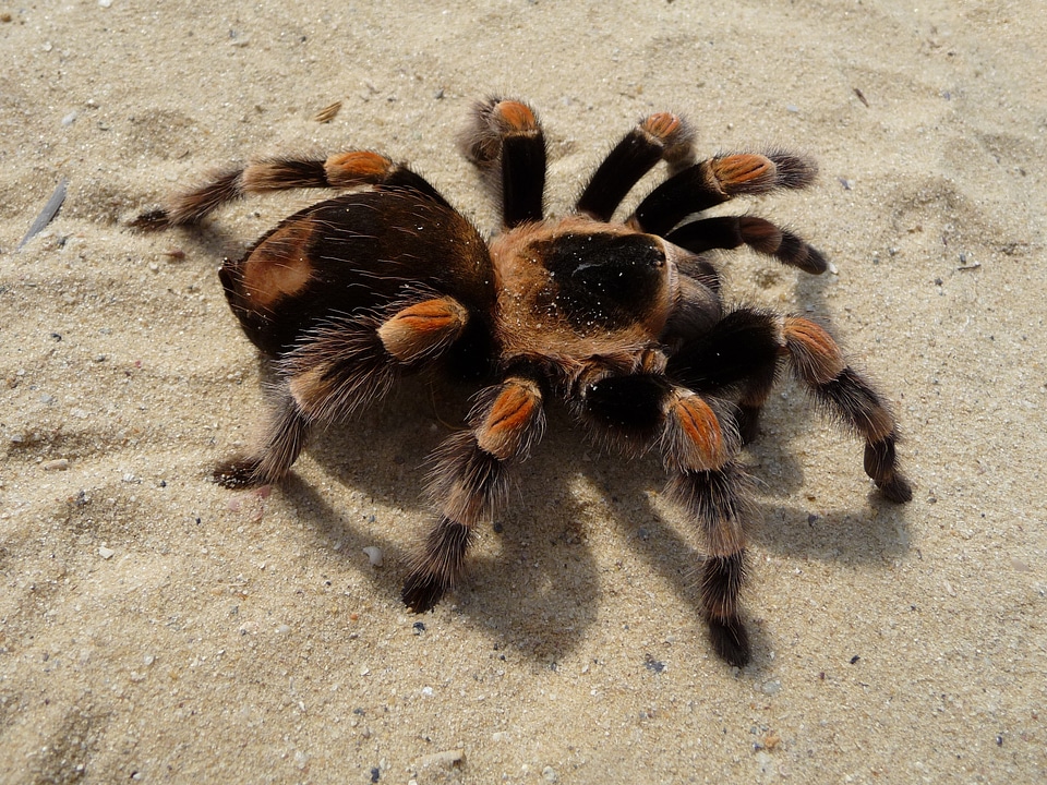 Mexican red knee poisonous brachypelma smithi spider
