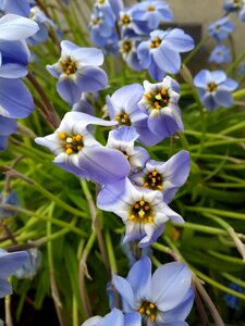 Blue petals kew gardens photo