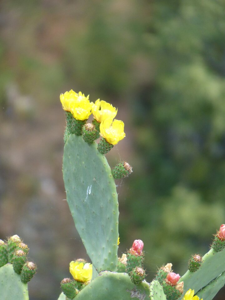 Cactus flowers yellow
