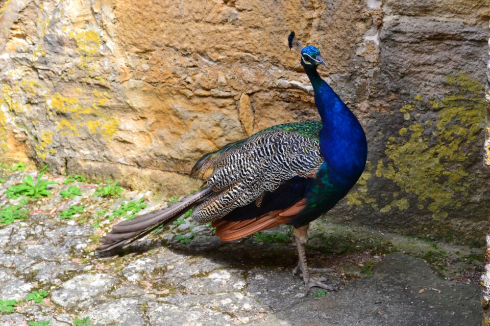 Bird fauna blue bird