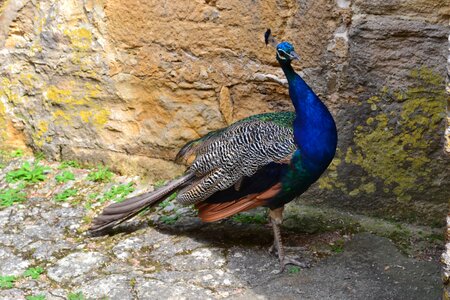 Bird fauna blue bird
