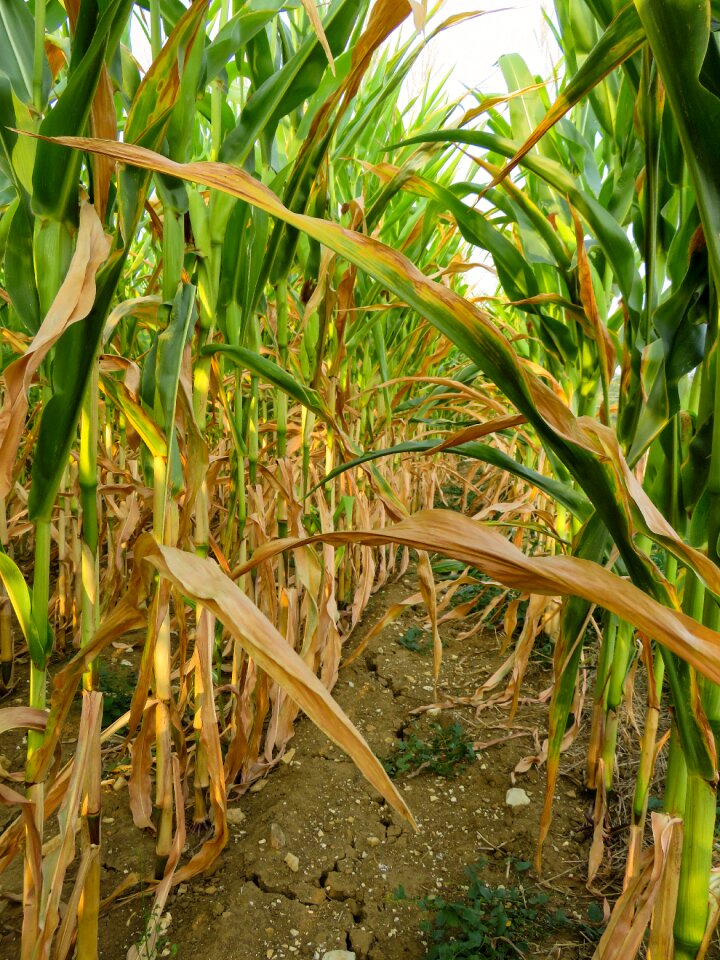 Dry agriculture summer