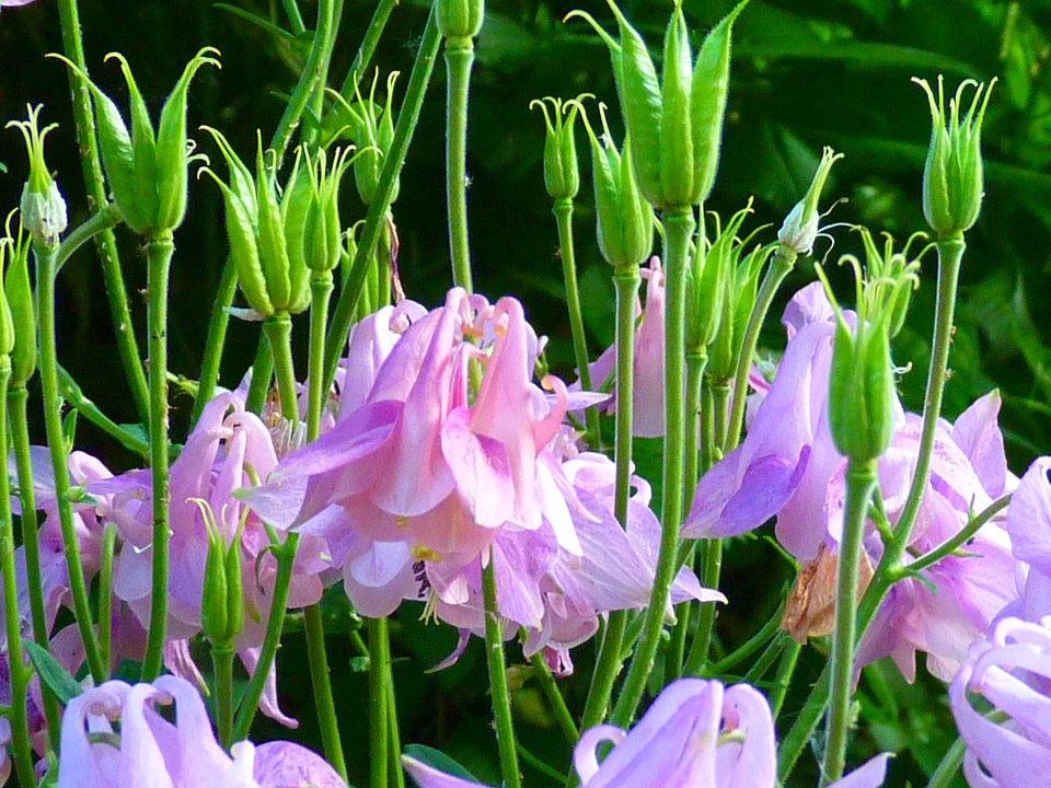 Blossom bloom seed capsules
