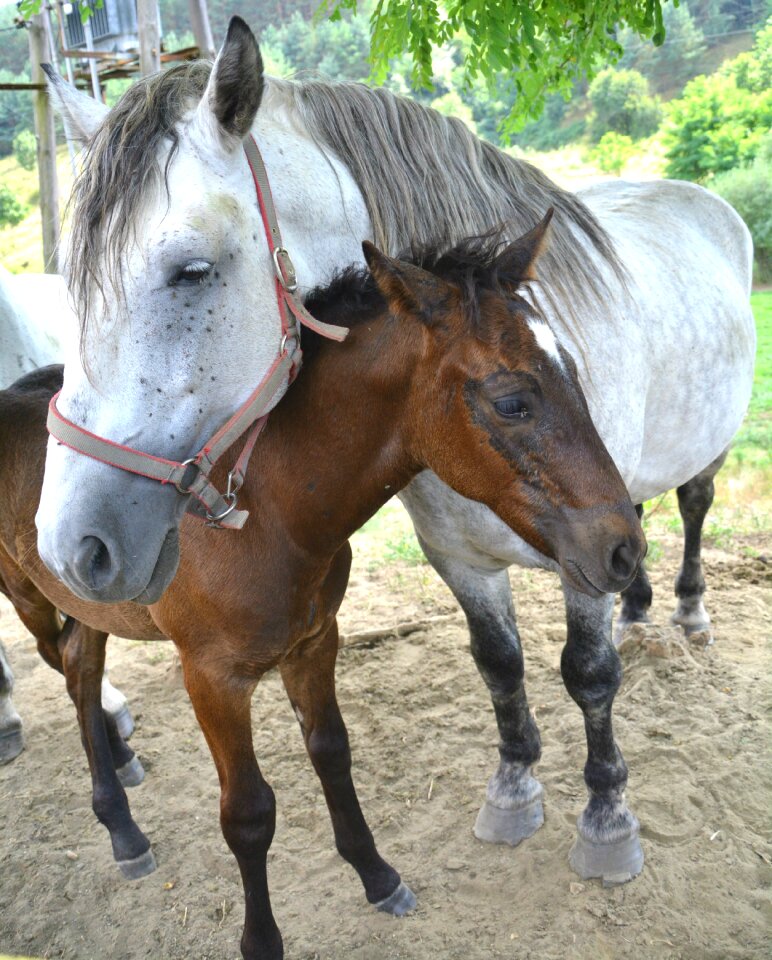 Animal colt horse