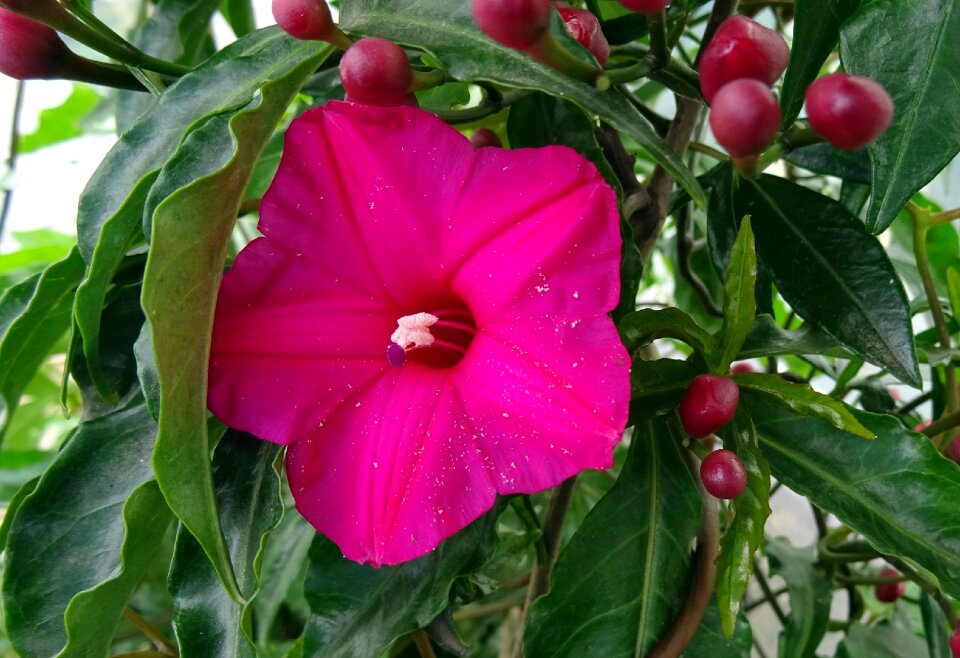 Ornamental ipomea horsfalliae flowering plant