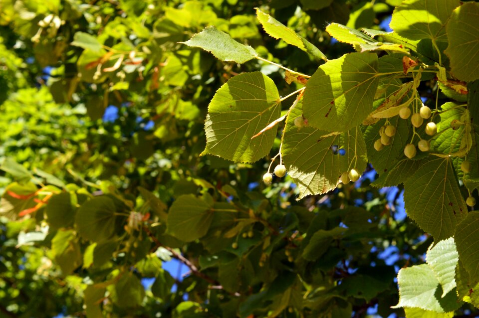 Living nature tree nature
