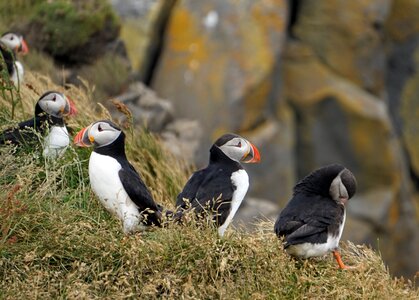 Iceland coast funny