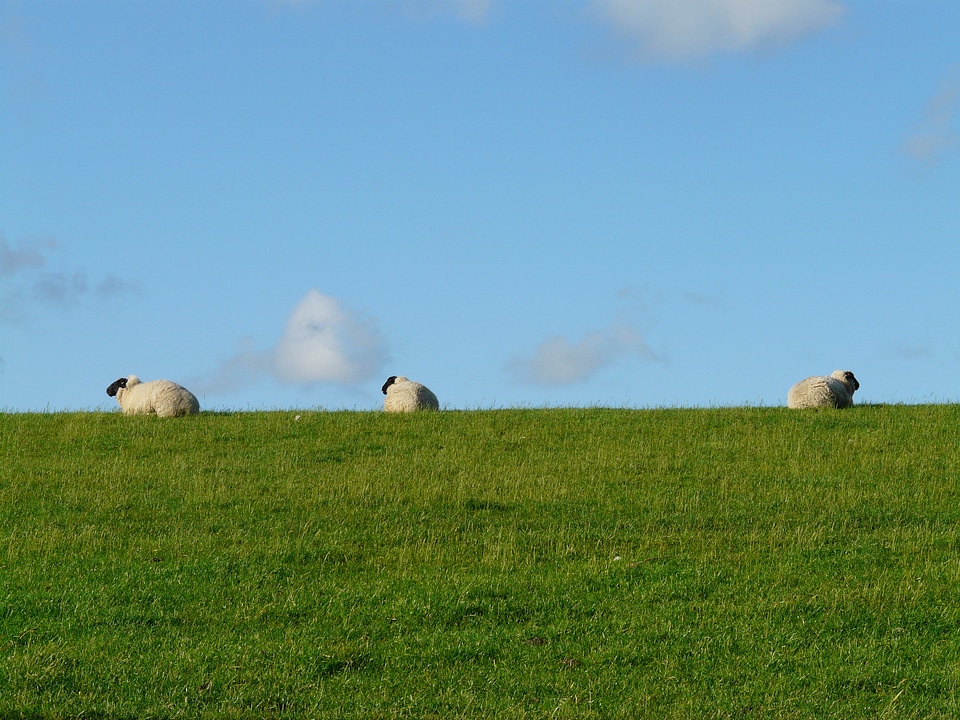 Concerns graze wool