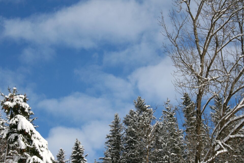 Nature trees white