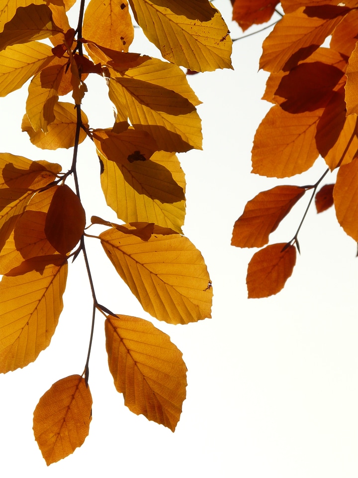Deciduous tree golden autumn golden october