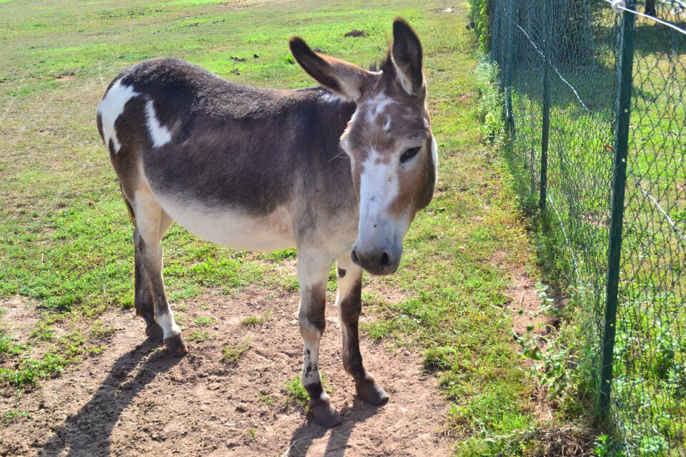 Donkey domestic animal the farm animal