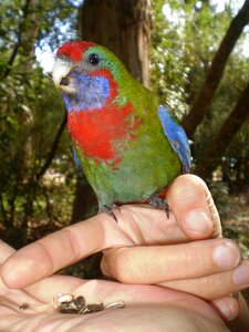 Wildlife feather exotic