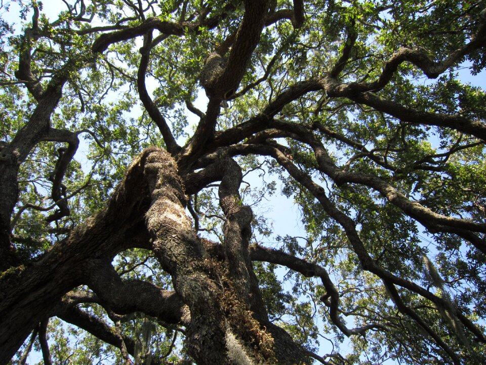 Nature summer branch