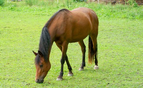 Brown horse browse hoofed animals photo