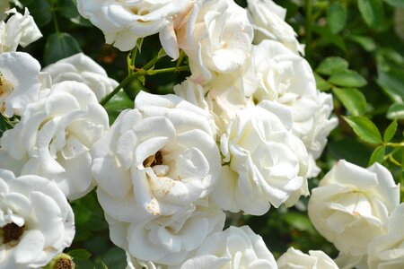 White petals nature rosebush