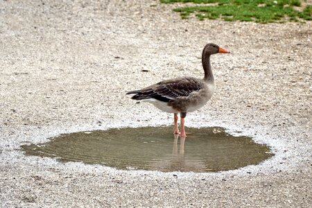Animal duck bird migratory bird