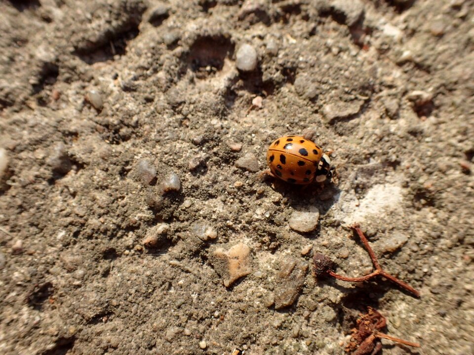Beetle yellow insect
